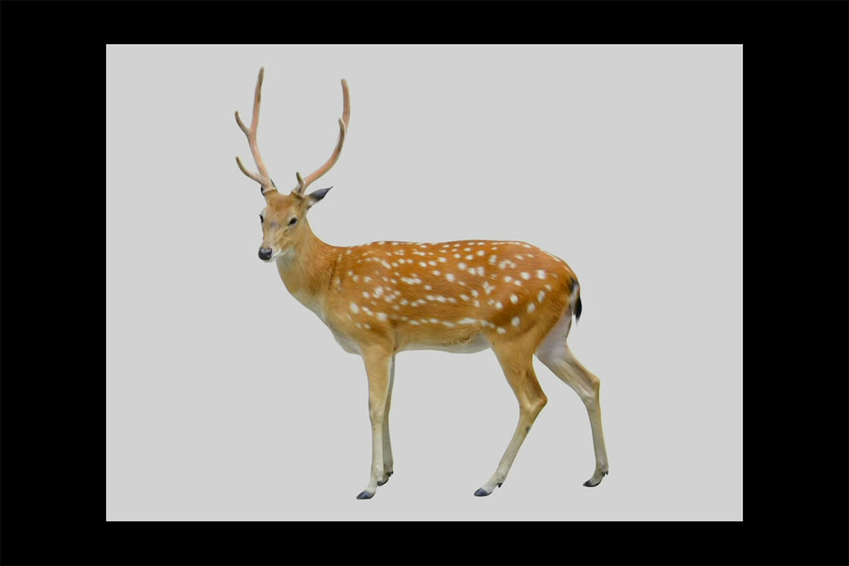 『アニマル・モデリング 動物造形解剖学 増補改訂版』発売記念セミナー 36